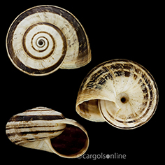 IMG_detallada/Xerosecta (Xeromagna) cespitum arigonis.jpg